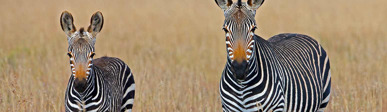 Mountain Zebra National Park