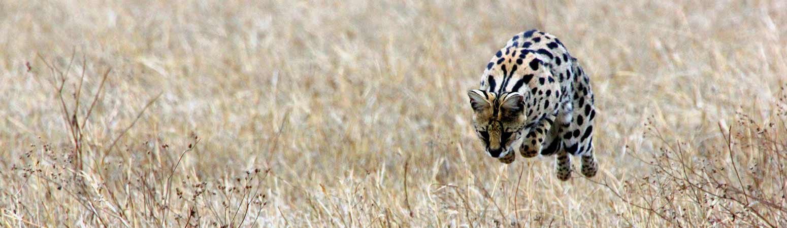 Ngorongoro Crater