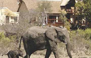 Elephant Plains Game Lodge